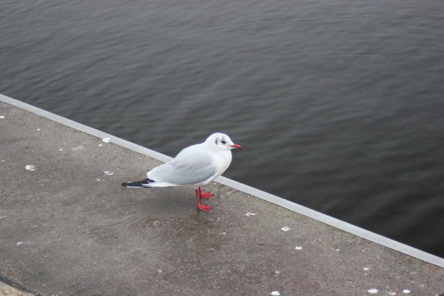 Sea gull - free image