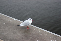 Sea gull