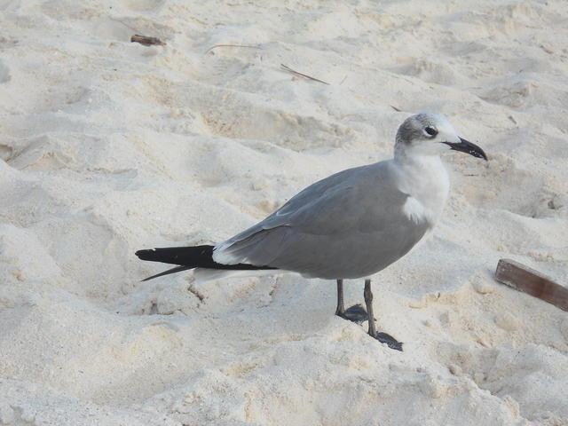 sea gull - free image