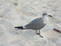 sea gull