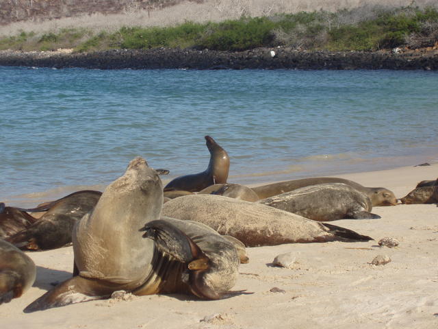 Sea Lion - free image