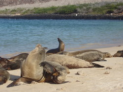 Sea Lion