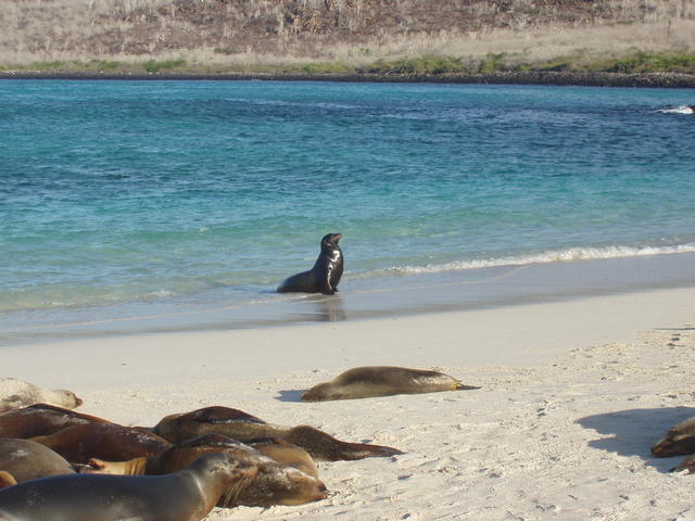 Sea Lion - free image