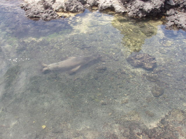 sea lion - free image