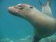 sea lion