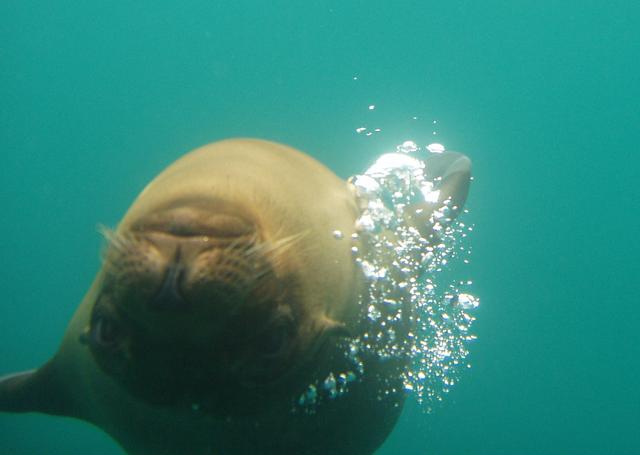 Sea Lion - free image