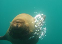 Sea Lion