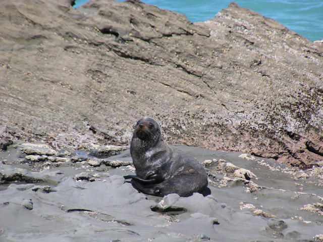 sea lion - free image