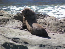 sea lion