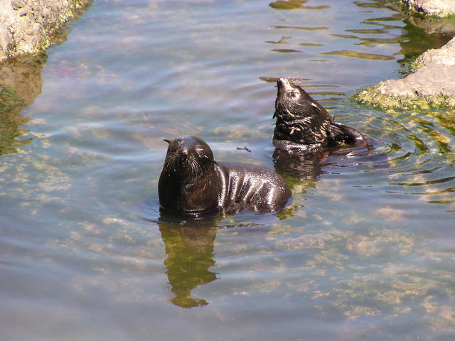 Sea lion - free image