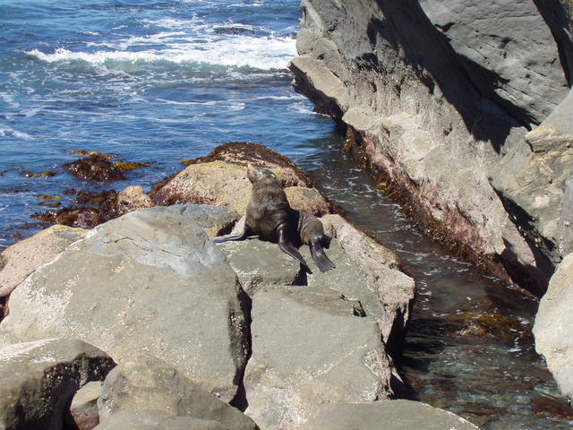 sea lion - free image