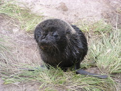 Sea lion