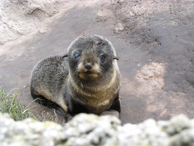 Sea lion - free image