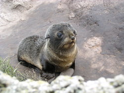 Sea lion