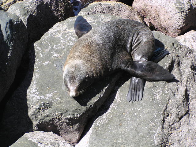 sea lion - free image