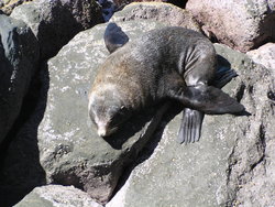 sea lion