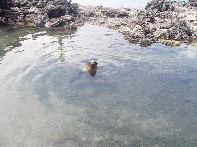 sea lion - free image