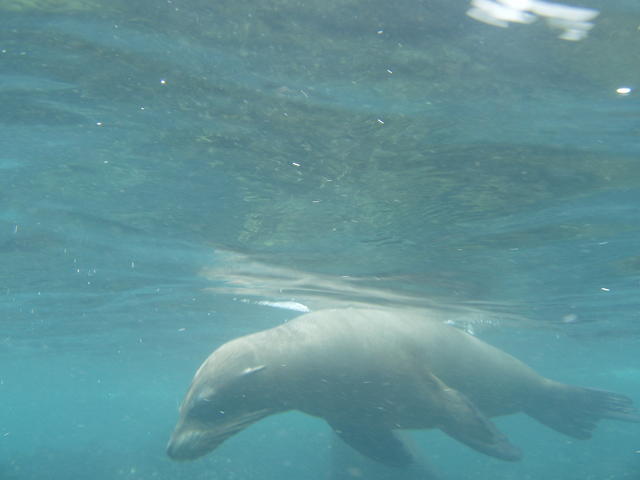 Sea Lion - free image