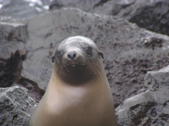sea lion - free image