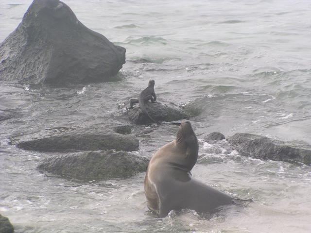 sea lion - free image