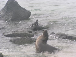 sea lion