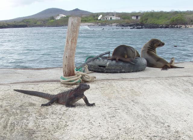 Sea lion and Marine Iguana - free image