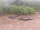 sea lion colony