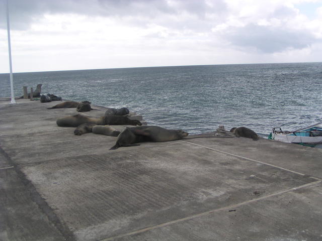 sea lion colony - free image