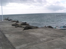 sea lion colony