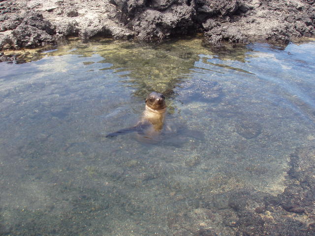 sea lion cub - free image