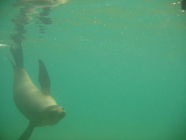 sea lion diving - free image