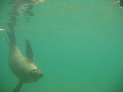 sea lion diving