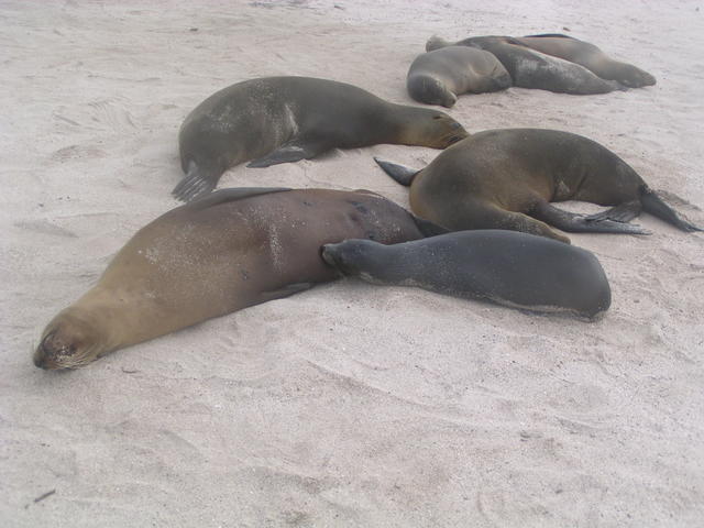 Sea lion feeding puppy - free image