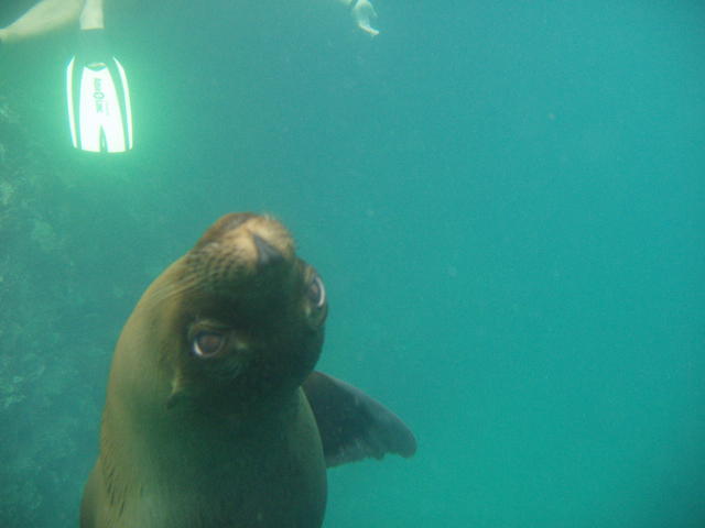 Sea lion in the aquarium - free image