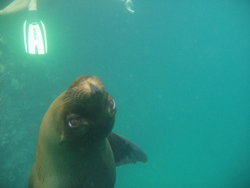 Sea lion in the aquarium