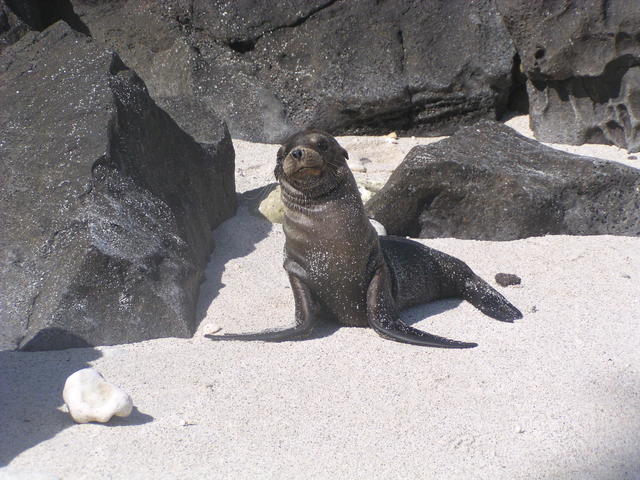 Sea lion on a sunny morning - free image