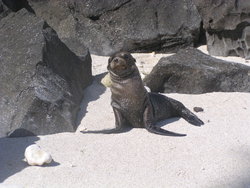 Sea lion on a sunny morning