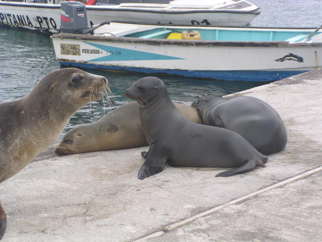 sea lion pup - free image