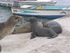 sea lion pup