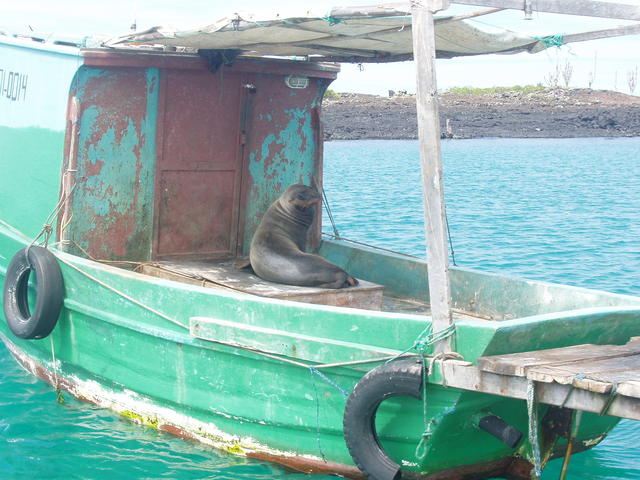 Sea lion riding a  boat - free image