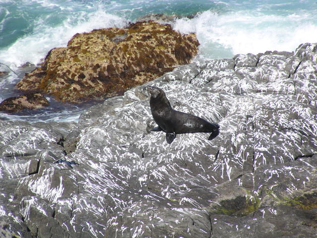 Sea lion's sun bath - free image