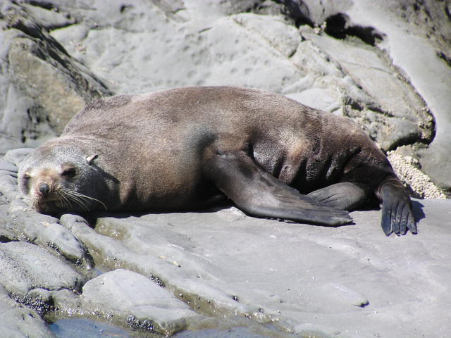 Sea lion sleeping - free image