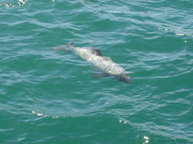 sea lion swimming - free image