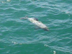 sea lion swimming