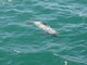 sea lion swimming