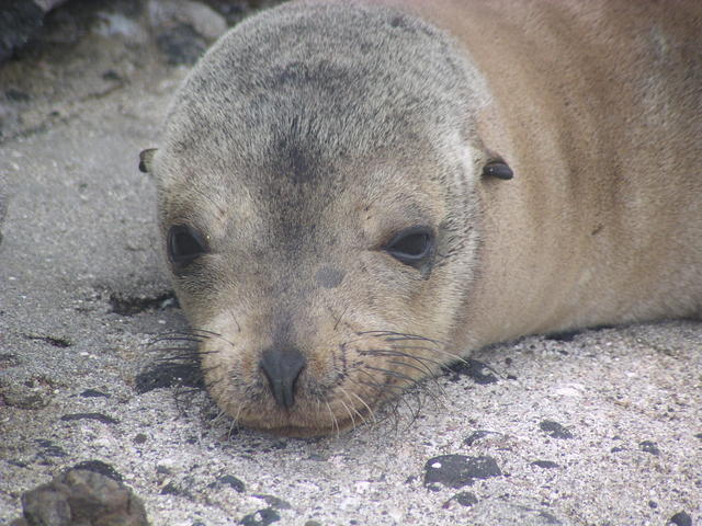 sea lion with pretty whiskers - free image