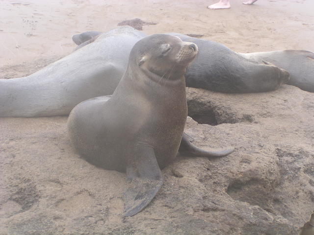 Sea Lions - free image