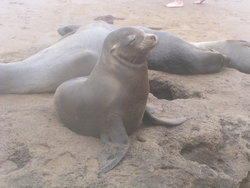 Sea Lions