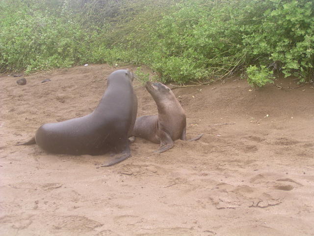 Sea Lions - free image