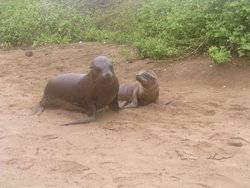 Sea Lions